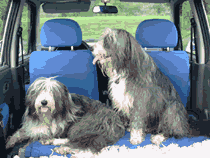 Odace & NinaJolie en voiture