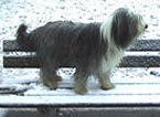 Odace, sur le banc du parc